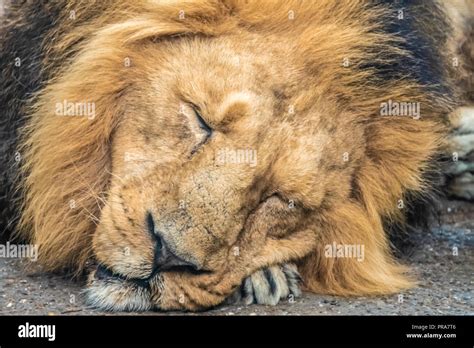 Closeup Of A Lion Taking A Nap Stock Photo Alamy