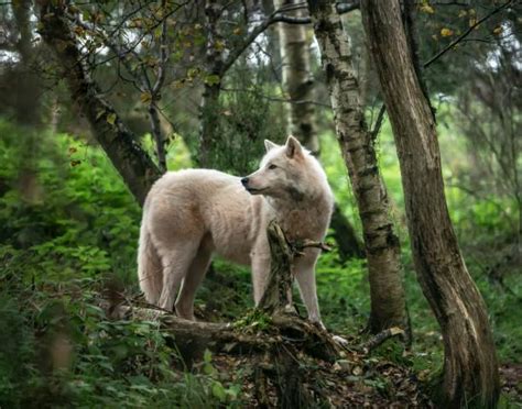 180 White Wolf In Fall Stock Photos Pictures And Royalty Free Images