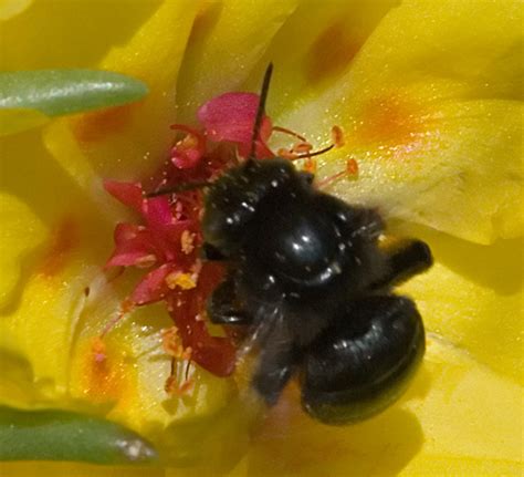 Black Bee Melissodes Bimaculatus Bugguidenet
