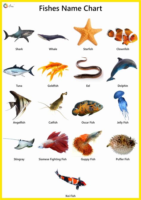 Fish Names Facts In 2020 With Images Fish Chart Fish Coloring