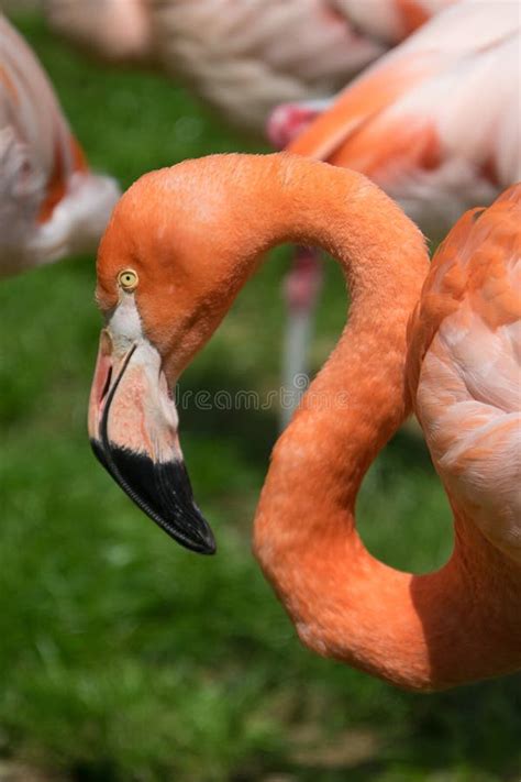 Pink Flamingo Bird Close Up Stock Image Image Of Flamingo Pink