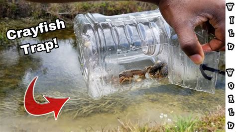 Diy Crayfish Trap Step By Step Instructions Youtube