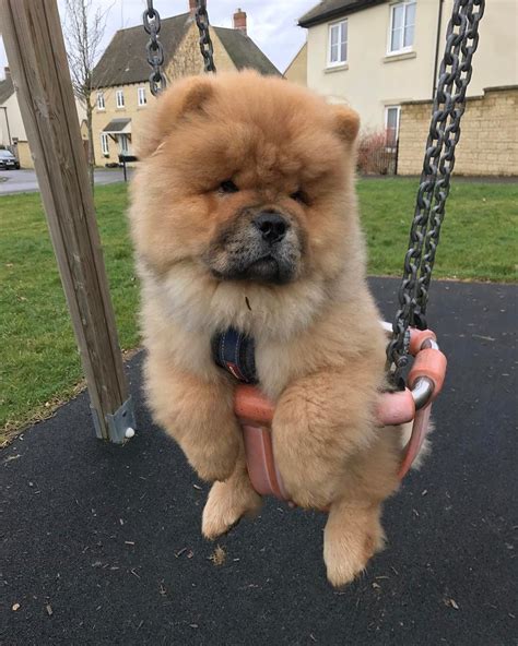 Chow Chow Chow Chow Puppy Cute Dogs Fluffy Animals