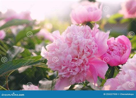 Blooming Peony Plant With Beautiful Pink Flowers Outdoors Closeup
