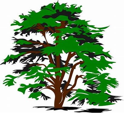 Tree Cedar Clip Drawing Clipart Vector Simple