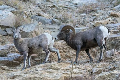 Wild Colorado Rocky Mountain Bighorn Sheep Stock Photo Image Of