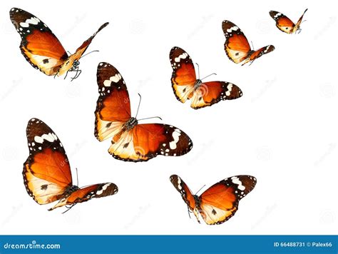 Butterflies Migrating Flight Stock Image Image Of Fragility