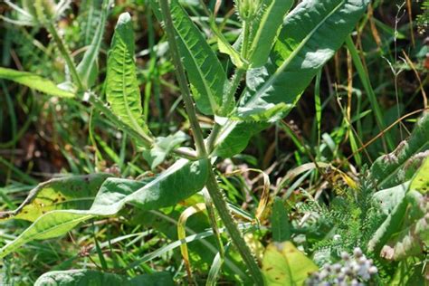 Seed Of The Week Common Teasel Growing With Science Blog