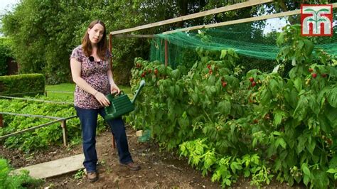 How To Grow Raspberries With Thompson And Morgan Part 1 Planting And