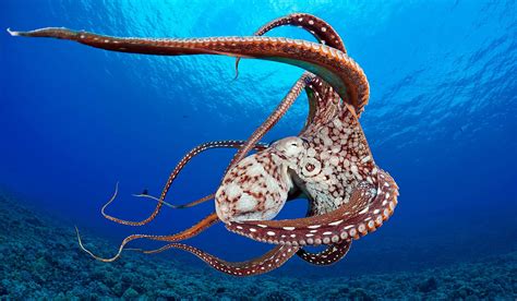 Exhibit Tentacles Starts April 12th Giant Pacific Octopus Underwater