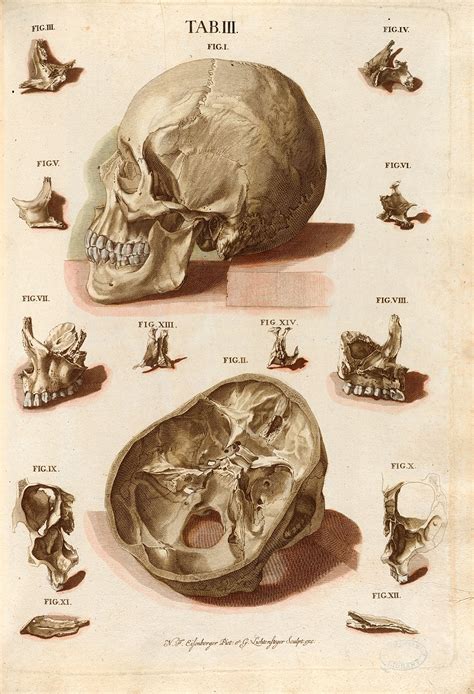 Plate 3 From Christoph Jacob Trews Tabulae Osteologicae Medical Art