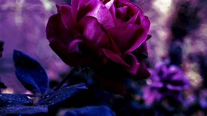 Purple Rose Flower Roses Flowers Variations Dark