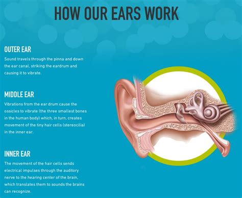 Refresher In How Our Ears Work Noise Pinterest Ears