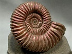 barch: Peltoceratoides Ammonite