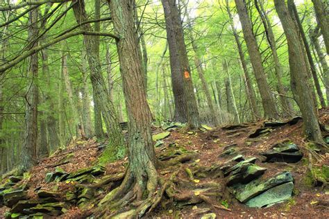 Free Images Tree Nature Swamp Wilderness Branch