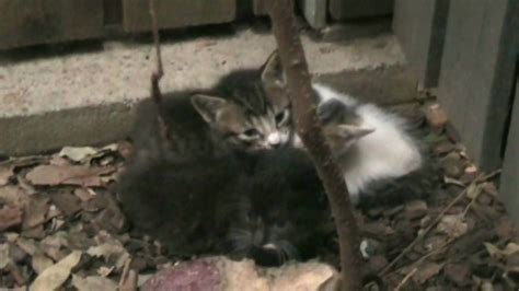 Feral Kittens In Our Garden Youtube