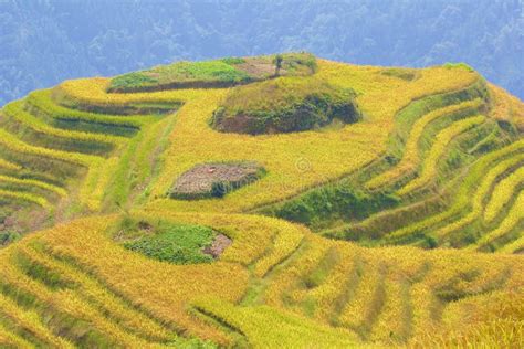 Longji Rice Terraces In Guangxi Province China Stock Image Image Of