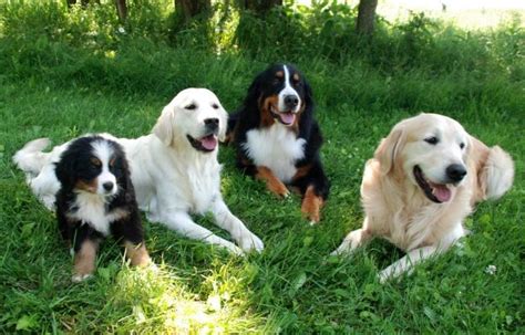 They could adapt to an apartment, but there would need to be ample time dedicated daily to making sure they get the exercise they need. Bernese Mtn Dogs and Golden Retrievers | Bernese mountain dog puppy, Dogs, Mountain dogs