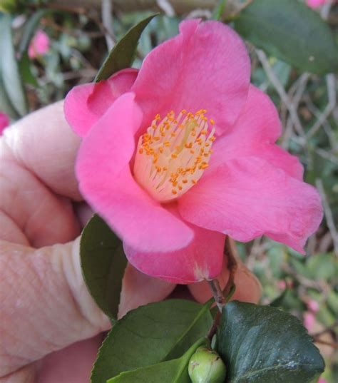 plantfiles pictures hybrid camellia koto no kaori camellia x 2 by palmbob camellia
