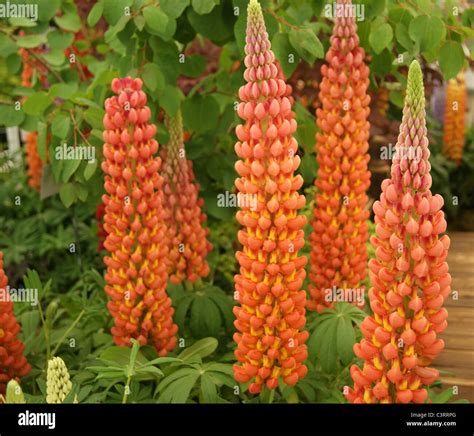 Orange Lupin Hi Res Stock Photography And Images Alamy