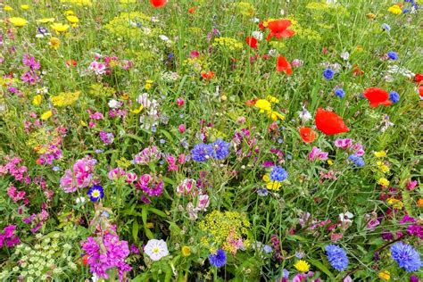 Popular Wildflowers For Zone 10 Gardens Choosing And Planting Zone 10