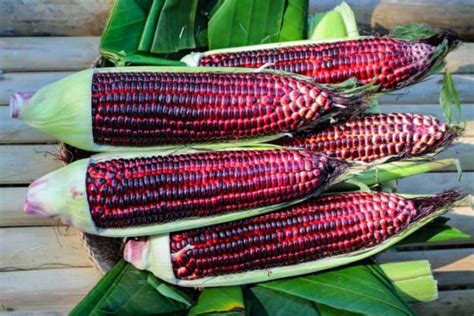 Health Benefits Of Anthocyanins In Purple Corn Purplesful
