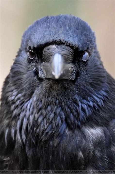 Crow 005 Blinking By Sikaris On Deviantart Raven Bird Crow Raven