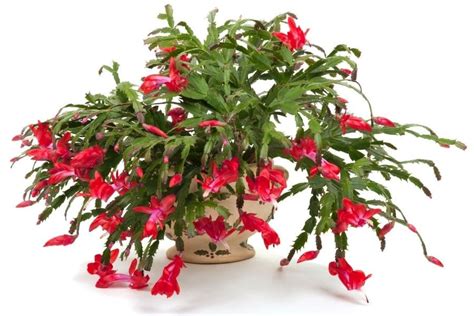 12 Easy Care Indoor Plants No Fuss Greenery For Busy People Jay Scotts