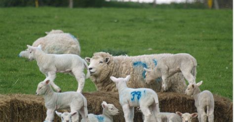 Adventurous Couple Have Been Repeatedly Spotted Having Sex In Sheep Field Plymouth Live