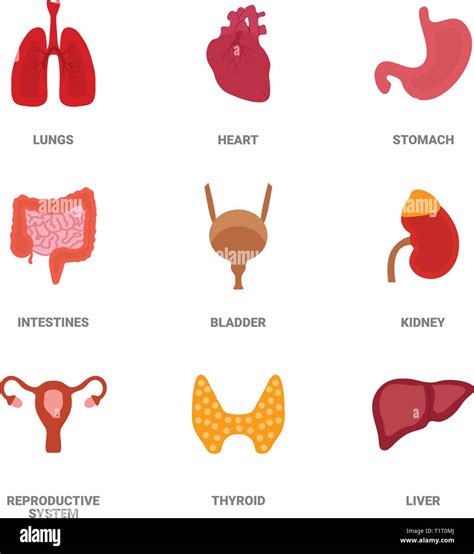 Human Internal Organs Icon Set Vector Illustration In Cartoon Style