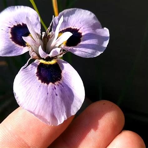 Moraea Iridioides Flower Seeds Video Video Flower Seeds Flowers