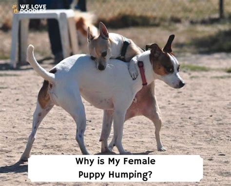 Why Does My Female Chihuahua Hump
