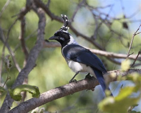 We did not find results for: Comprehensive site of North American Birds photos