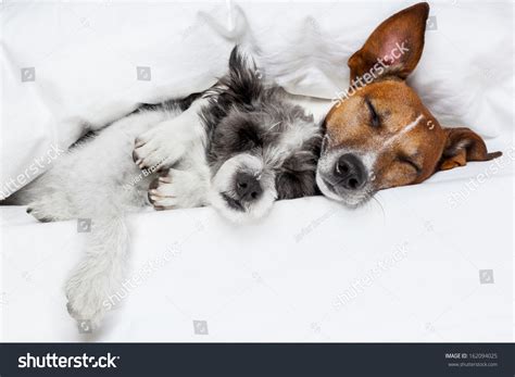 Two Dogs In Love Sleeping Together In Bed Stock Photo 162094025