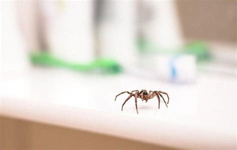 Blog Four Simple Yet Effective Spider Control Tips For Mooresville