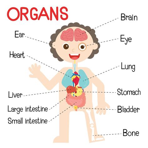 The Human Body Organs For Kids 21565391 Vector Art At Vecteezy