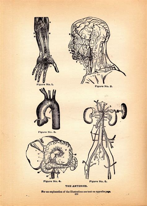Circulatory System Arteries Human Anatomy 1908 Original Etsy