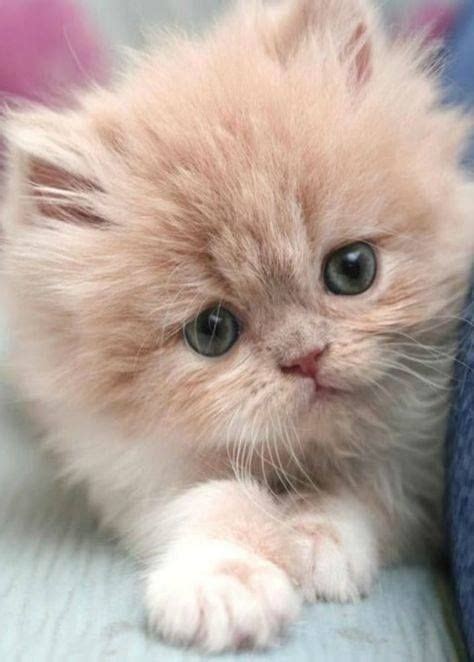 Really Cute Kitten Click To See Loads Of Great Pictures Of Cats And
