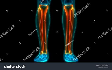 Human Skeleton System Tibia Fibula Bone Stock Illustration 1594080832