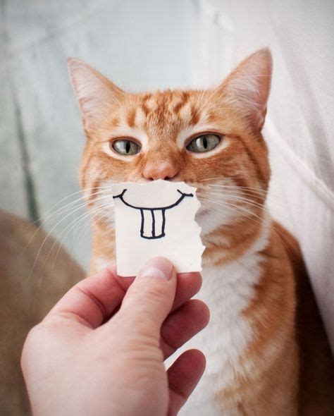 140 Funny Smiles Ideas Funny Animals Smiling Animals Funny