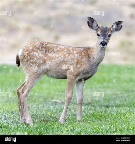 White Spotted Black Tailed Deer Fawn Grazing In Alert Quail Hollow