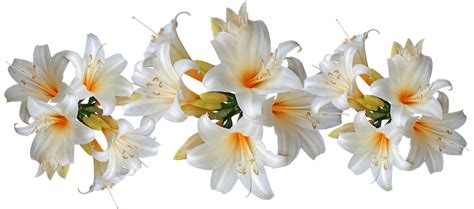 Lilies White Belladonna Easter Free Photo On Pixabay