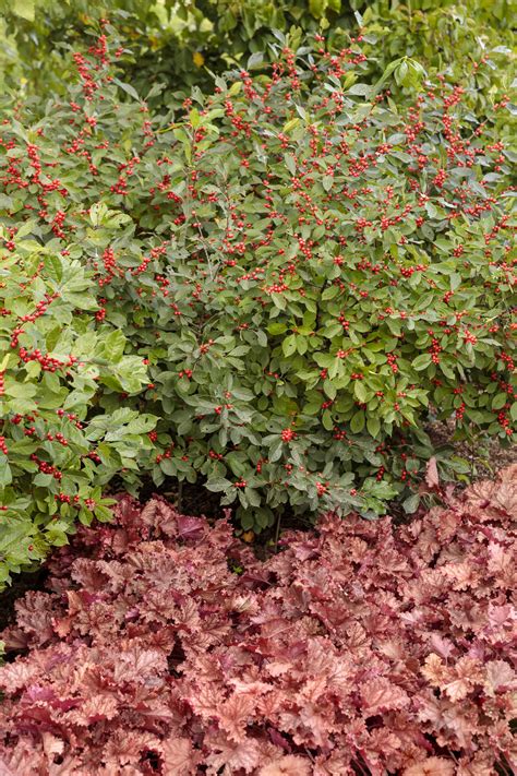 How To Plant And Grow Winterberry Ilex Verticillata