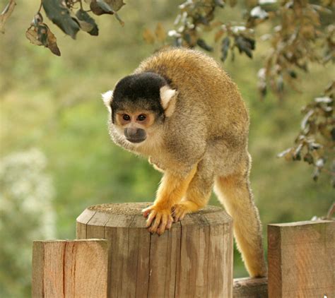 Black Capped Squirrel Monkey Zoo Des Sables Dolonne