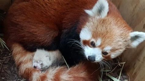 Red Panda Gives Birth To 2 Healthy Cubs At Toronto Zoo