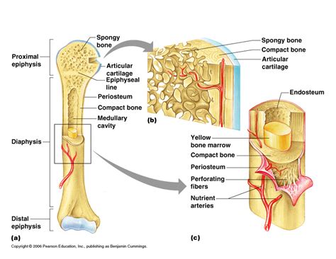 A long bone is one that is cylindrical in shape, being longer than it is wide. Muscular System - Anatomy & Physiology