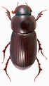 SCARABAEIDAE | uk beetles