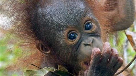 Baby Orangutan Dies At Cameron Park Zoo Government