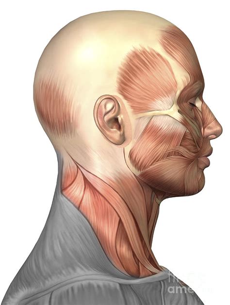 Anatomy Of Human Face Muscles Side Digital Art By Stocktrek Images