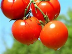Jitomate. Solanum lycopersicum, conocido comúnmente como tomate ...